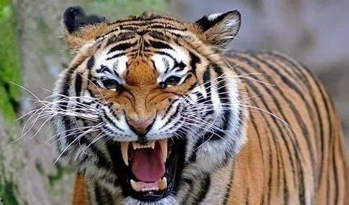 老虎和水牛打架视频,一场震撼的自然力量对决