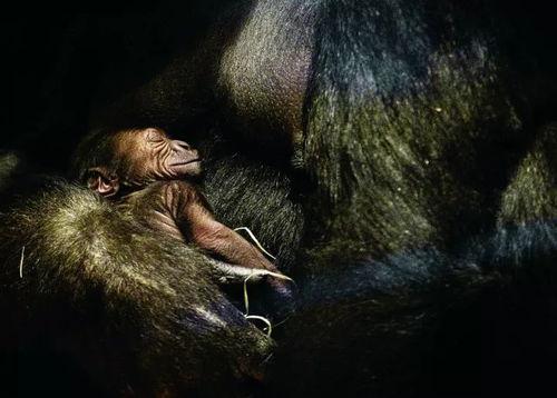 人狗啪啪啪视频,道德底线何在?