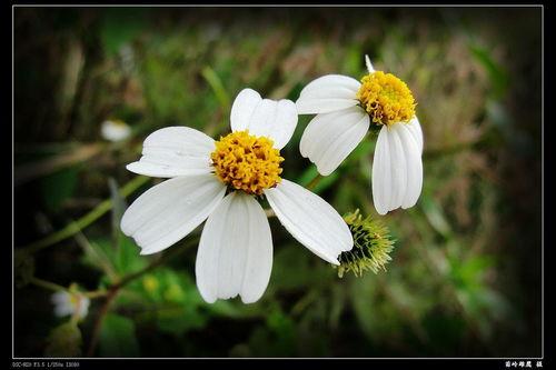 51草视频,揭秘短视频平台的魅力与挑战