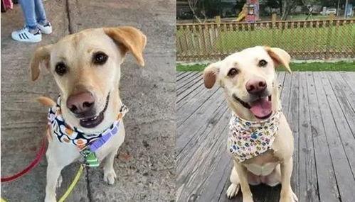 汪成功视频,揭秘成功背后的故事与智慧