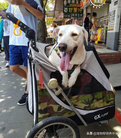 汪成功视频,揭秘成功背后的故事与智慧