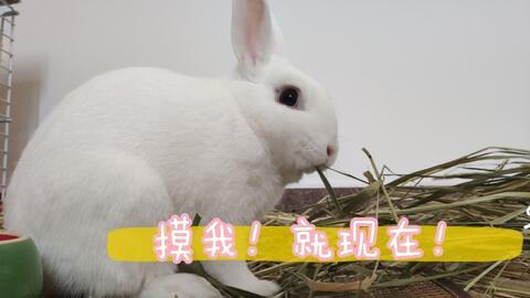 兔子在线视频,趣味互动,轻松学习新技能