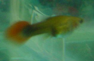 小鱼下崽视频,小鱼育儿奇观大揭秘