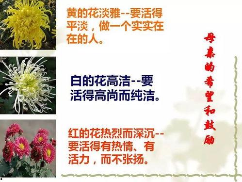 秋天的怀念朗读视频,深情回忆与无尽思念