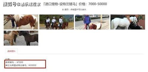 配马视频视频播放,跟随配马视频,领略骑乘艺术之美