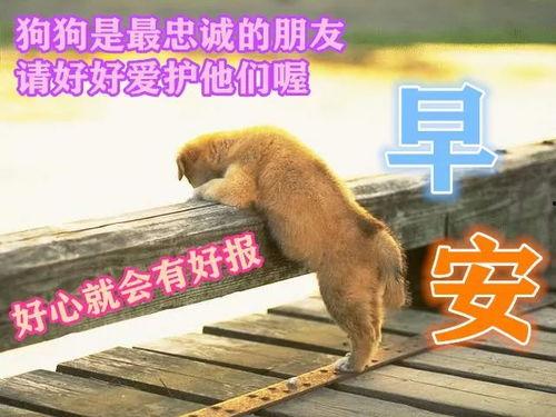 早上好的小视频图片,探寻“早上好”视频中的温馨时光