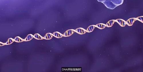 dna复制视频,视频解析生命遗传奥秘