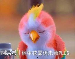 动物笑话视频